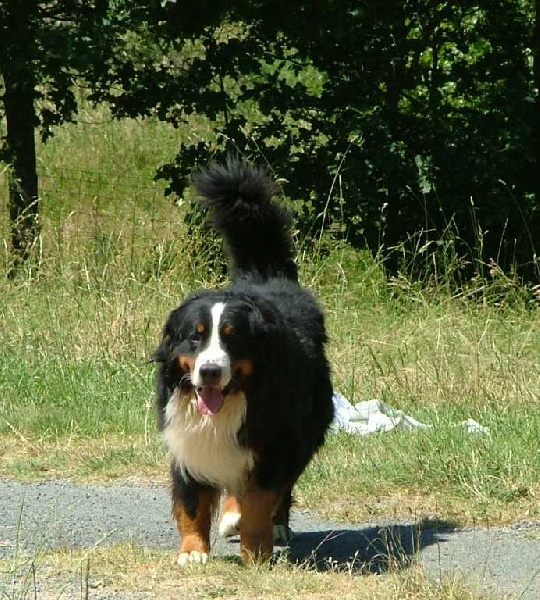Ulrick du Haras de la Vergne