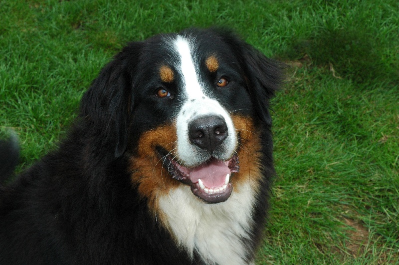 Babylone du Manoir Des Espiguettes